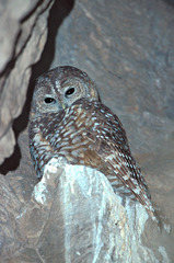 Strix occidentalis lucida