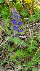 Ajuga genevensis