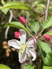 Magnoliopsida