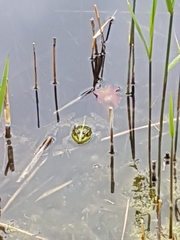 Pelophylax