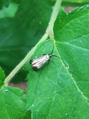 Adela reaumurella