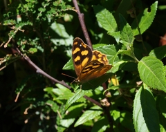 Heteronympha solandri