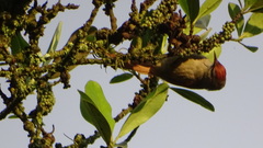 Synallaxis albescens