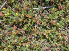 Tripodion tetraphyllum