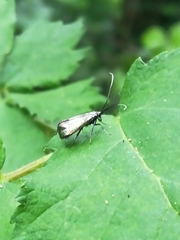 Adela reaumurella