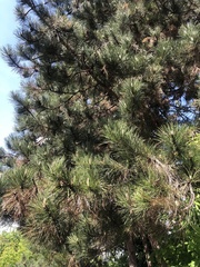 Pinus