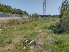 Tripodion tetraphyllum