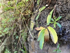 Stenoglottis