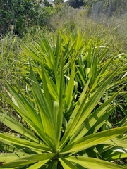 Yucca gigantea