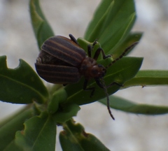 Neolochmaea dilatipennis