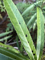 Melicytus lanceolatus