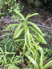 Melicytus lanceolatus