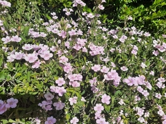 Barleria obtusa