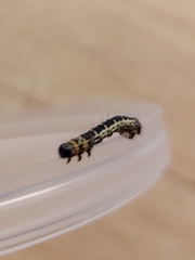 Abraxas grossulariata