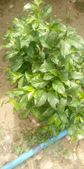 Magnoliopsida