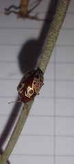 Calligrapha argus