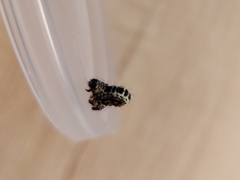 Abraxas grossulariata