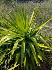 Yucca gigantea