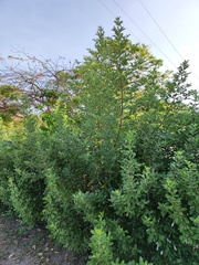 Vitex trifolia