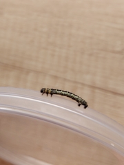 Abraxas grossulariata