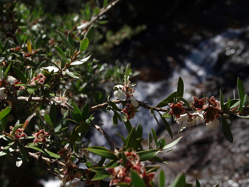 Image of Mountain Tea-Tree (Leptospermum grandifolium) by (c) ianrainbow, some rights reserved (CC BY)