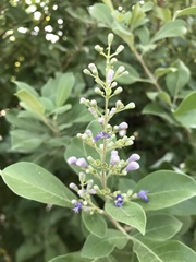 Vitex trifolia