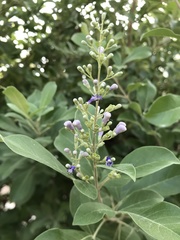 Vitex trifolia