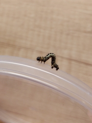 Abraxas grossulariata