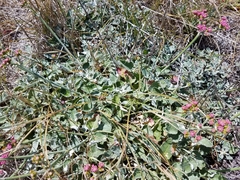 Eriogonum grande rubescens