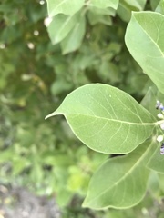 Vitex trifolia
