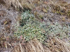 Eriogonum grande rubescens