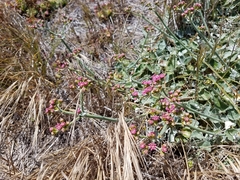 Eriogonum grande rubescens