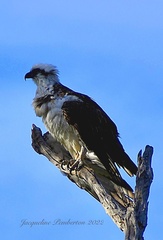 Pandion haliaetus cristatus