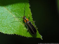 Rhagonycha lineola
