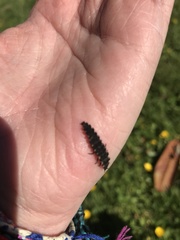 Lampyris noctiluca