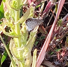 Hemiargus ceraunus astenidas