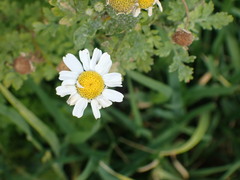Tanacetum parthenium