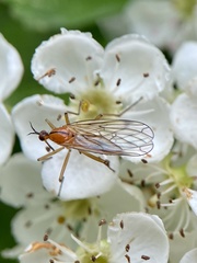 Empis stercorea