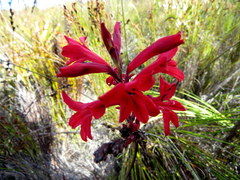 Tritoniopsis pulchra