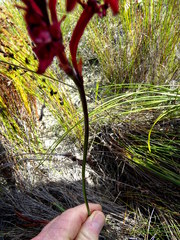 Tritoniopsis pulchra