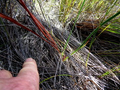 Tritoniopsis pulchra