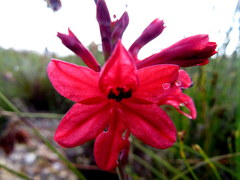 Tritoniopsis pulchra