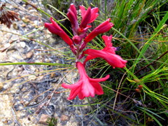 Tritoniopsis pulchra