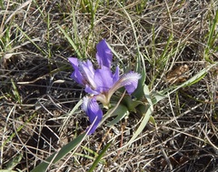 Iris glaucescens