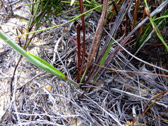 Tritoniopsis pulchra