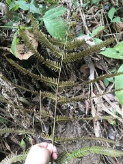 Polypodiopsida