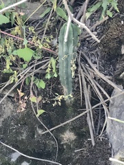 Trichocereus
