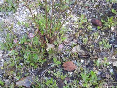 Iberis ciliata contracta