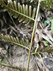 Polypodiopsida