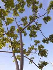 Hesperalbizia